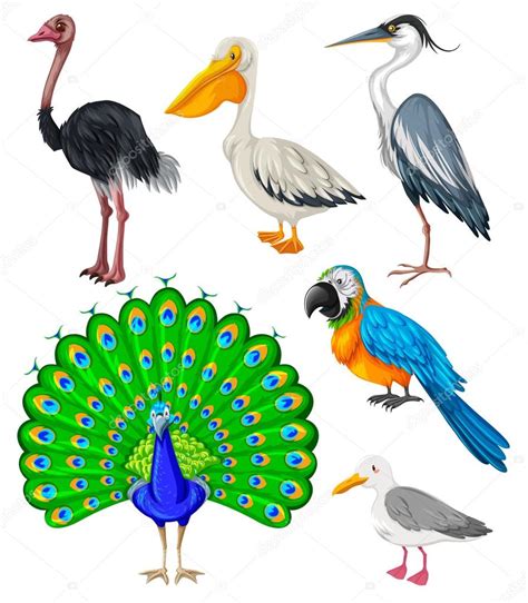 Diferentes tipos de aves silvestres — Vector de stock ...