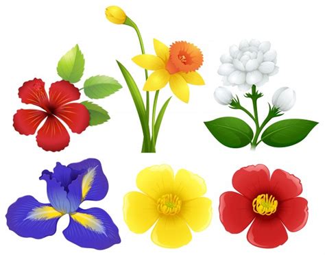 Diferentes tipos de flores ilustración | Descargar ...