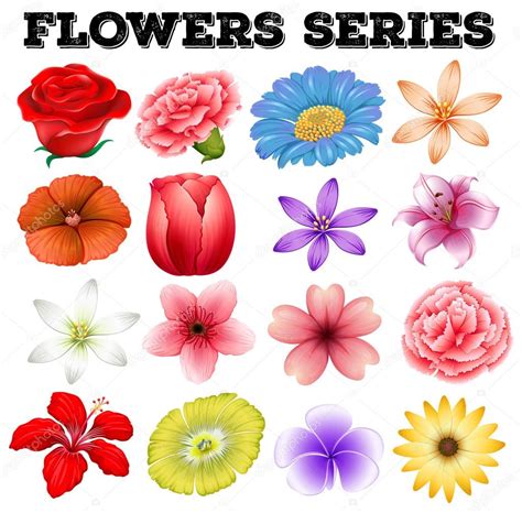 Diferentes tipos de flores — Vector de stock ...