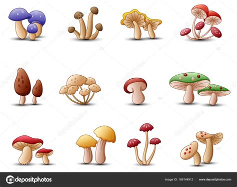 Diferentes tipos de hongos sobre un fondo blanco — Archivo ...
