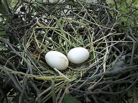 Diferentes tipos de nidos y cómo identificarlos