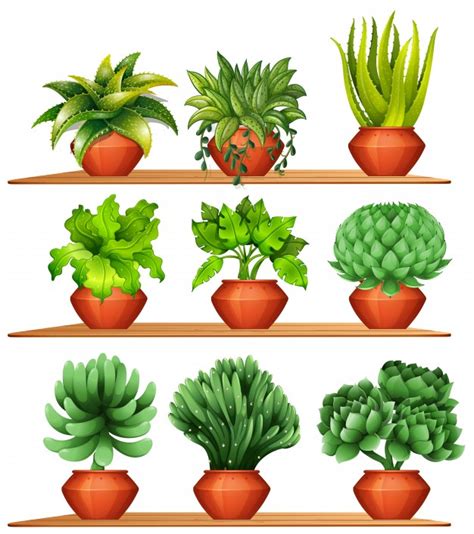 Diferentes tipos de plantas em ilustração de panelas de ...