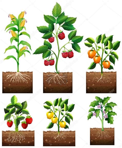 Diferentes tipos de plantas en jardín — Vector de stock ...