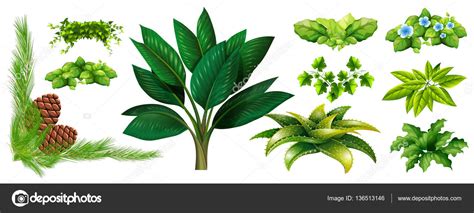 Diferentes tipos de plantas — Archivo Imágenes Vectoriales ...