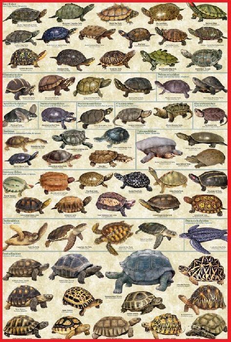 Diferentes tipos de tortugas.  Con ejemplos y fotos