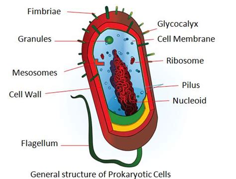 Difference Between Prokaryotic Cells and Eukaryotic Cells ...