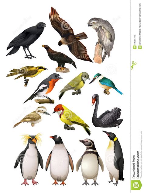 Different kind of birds stock vector. Image of penguin ...