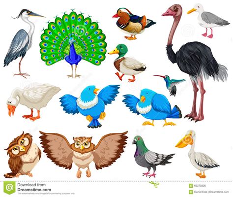 Different Kind Of Wild Birds Stock Vector   Image: 69270326