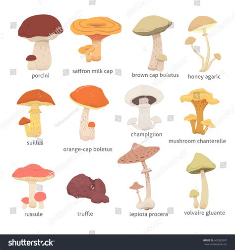Different Kinds Mushroom Edible Mushrooms Cook Stock ...