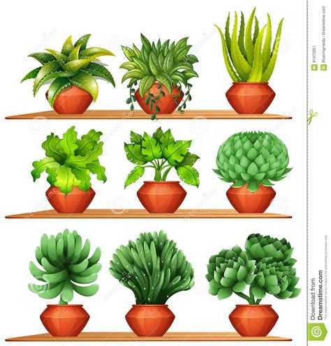 Different Kinds Of Plants In Clay Pots Stock Vector ...