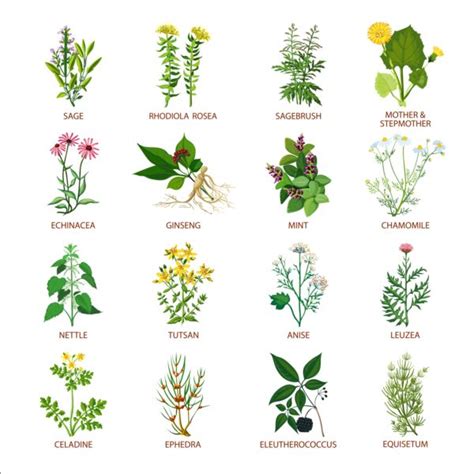 Different Kinds Of Plants With Names | www.pixshark.com ...