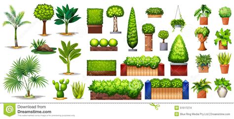 Different Species Of Plants Stock Vector   Illustration of ...