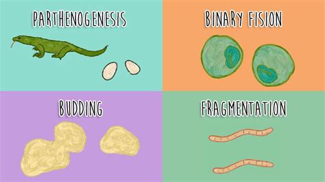 Different Types of Asexual Reproduction || Woggles 8   YouTube