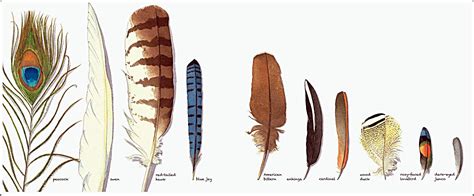 Different Types Of Bird Feathers