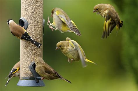 Different Types of Bird Feeders and Bird Waterers | Paris ...