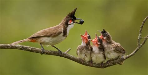 Different Types of Birds | Learn About Birds