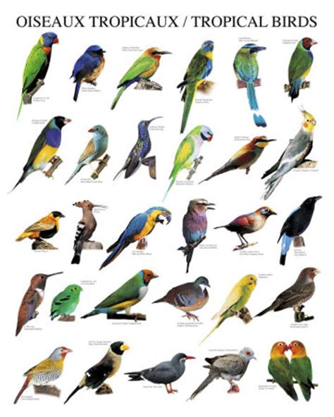 DIFFERENT TYPES OF BIRDS