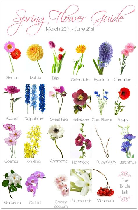 Different Types Of Flowers With Names Chart | www.imgkid ...