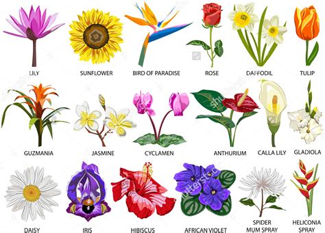 Different Types Of Flowers With Names | www.imgkid.com ...
