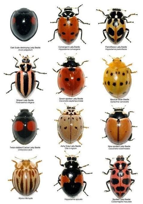 Different types of lady bugs They say that they bring good ...