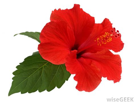 Different Types Of Red Flowers | www.pixshark.com   Images ...