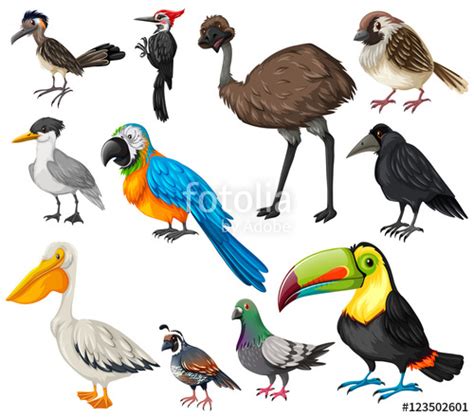 Different types of wild birds  Stock image and royalty ...