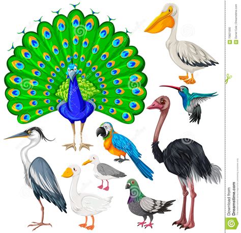 Différents Types D oiseaux Sauvages Illustration de ...