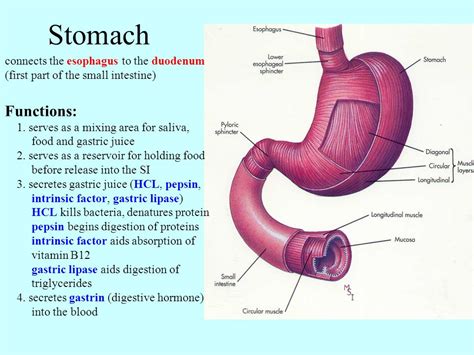 Digestive System Gastrointestinal Tract 1. Mouth Accessory ...