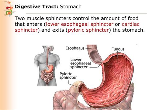 Digestive Tract Also called alimentary canal or ...