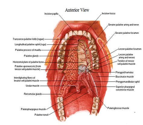 digestivouq: Cavidad oral paredes: Anterior, laterales y ...