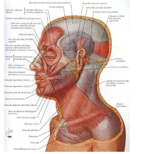 digestivouq: Músculos de la cara por Laura T. Gómez