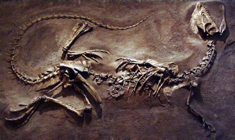 Dilophosaurus   Wikipedia, la enciclopedia libre