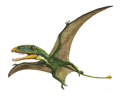 Dimorphodon Pictures & Facts   The Dinosaur Database