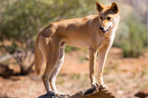 Dingo Habitat, Diet & Reproduction   Reptile Park