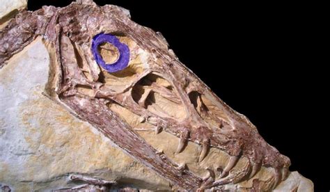 DinoAstur   » Hábitos nocturnos en dinosaurios y ...