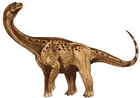 Dinosaur   Antarctosaurus Information for Kids