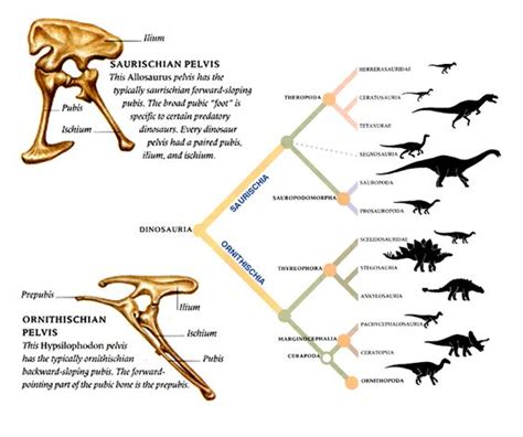 dinosaur classifications   Google Search | Theropoda ...