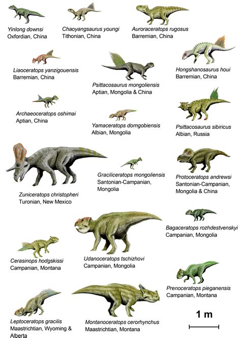 dinosaur diagram profiles sizes comparison chart   Google ...