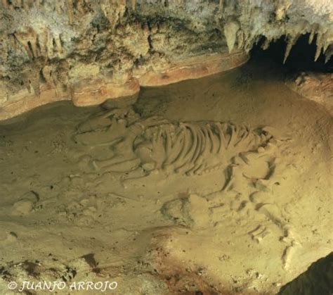 Dinosaur fossils in Benia´s Cave   Onís   Asturias ...