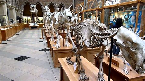 Dinosaur skeletons at Oxfords Museum of Natural History ...