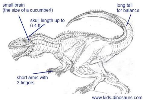 Dinosaur Types For Kids images