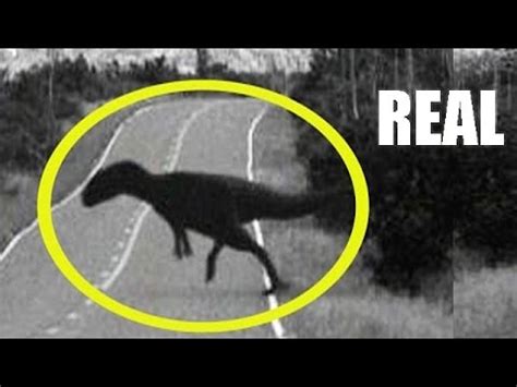 Dinosaurio encontrado vivo dinosaurios reales real or f ...