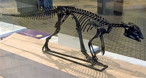 Dinosaurios españoles: Iguanodon y otros ornitópodos