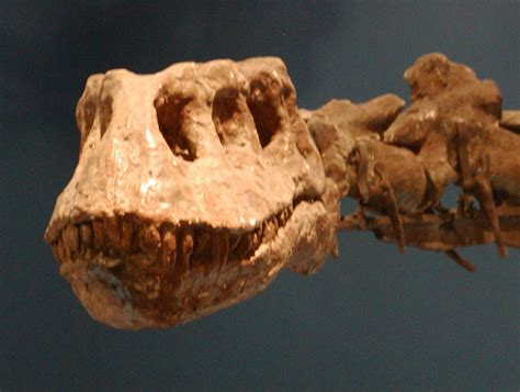 dinosaurios herbivoros esqueleto cabeza dientes ...