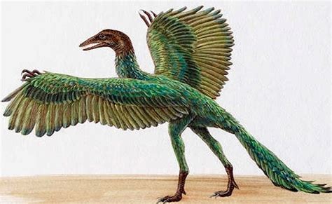 Dinosaurios – Aves  el eslabón perdido  | Diario Animales