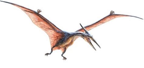 Dinosaurios voladores con plumas más grandes y carnívoros
