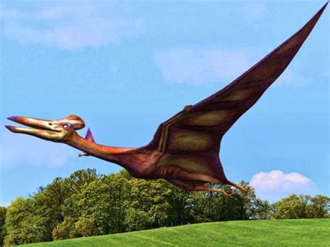Dinosaurios voladores: Los Pterosaurios