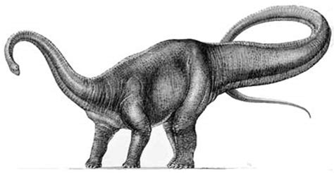 Diplodocus | Natural History Museum