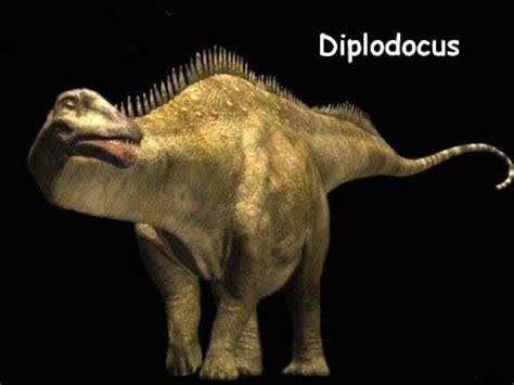 Diplodocus | Wiki Prehistoripedia | Fandom powered by Wikia