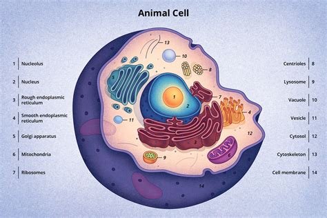 Discovery and Structure of Cells | Biology | Visionlearning